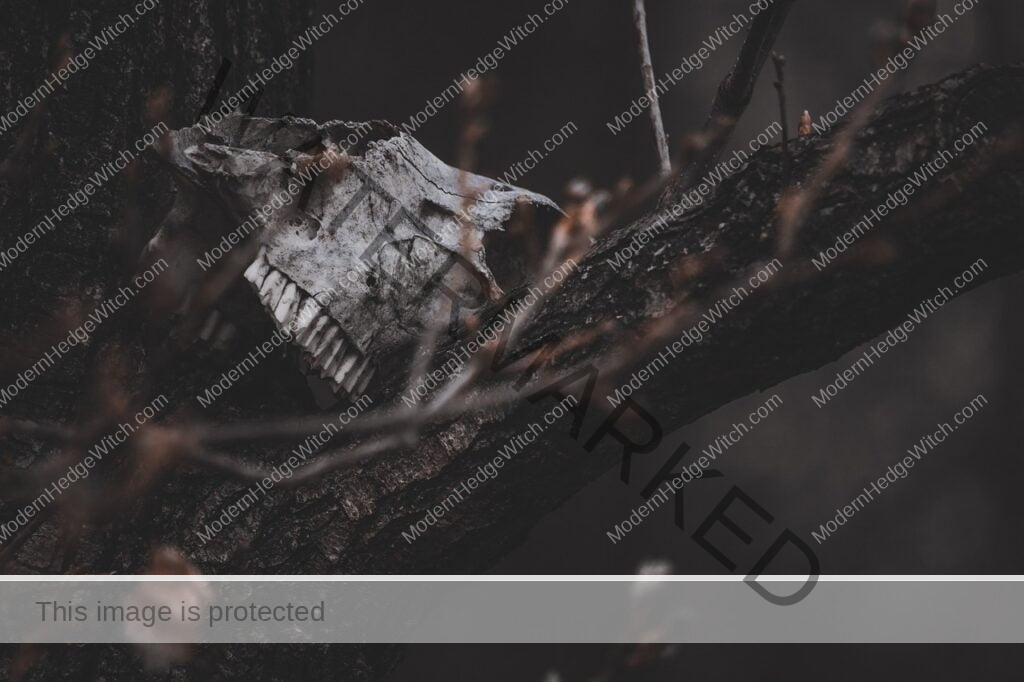 skull, bones, horror-6372630.jpg